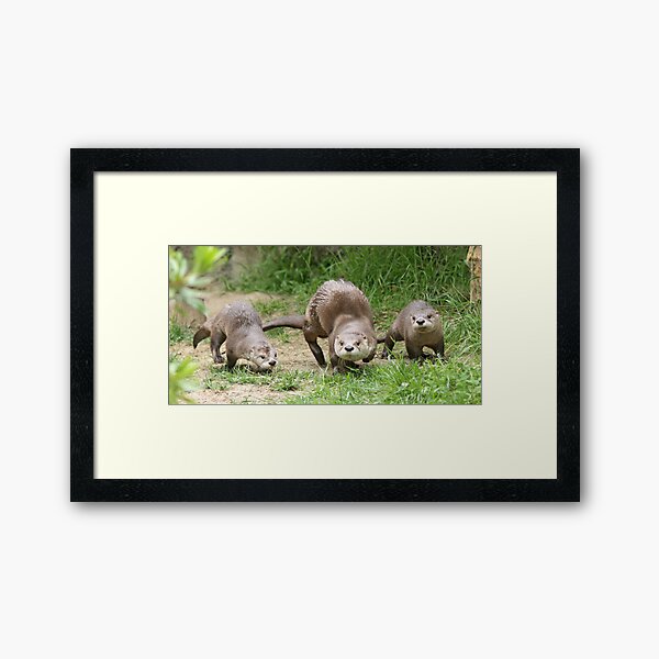Otters together Framed Art Print