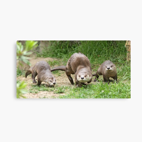 Otters together Canvas Print