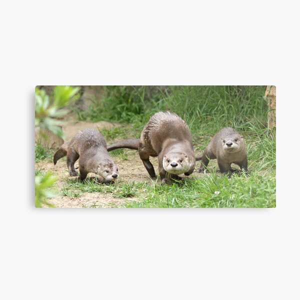 Otters together Metal Print