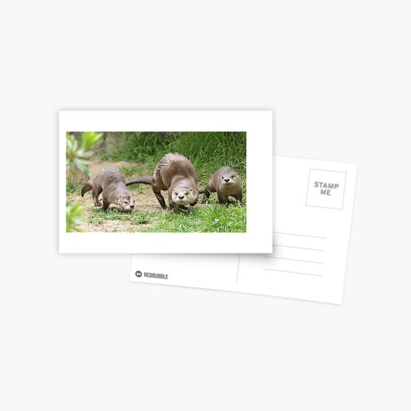 Otters together Postcard