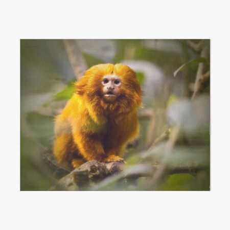 Mother Golden Tamarin Monkey Mother Golden Tamarin Monkey