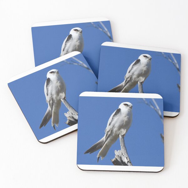 Item preview, A Black Shouldered Kite In Western Australia designed and sold by Jason Gilbert.