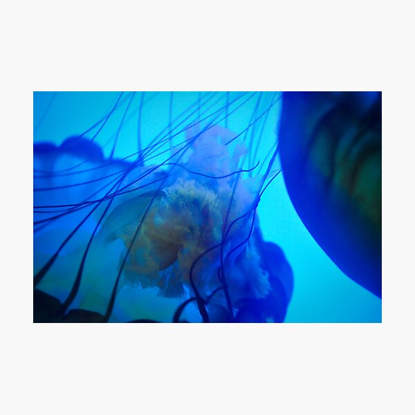 Item preview, Subaqueous Grace - Denver Aquarium designed and sold by Zeibyasis.
