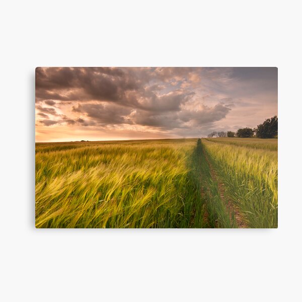 Tracks Metal Print