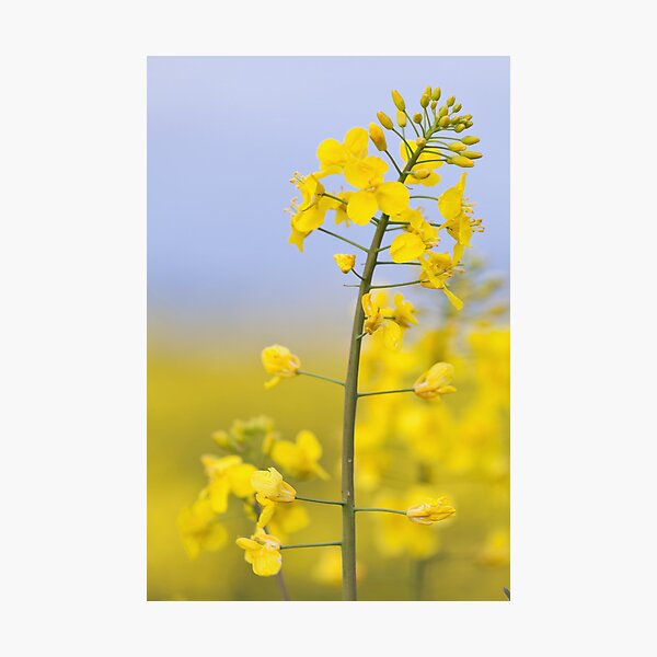 Item preview, Rapeseed designed and sold by Stuart Blance.