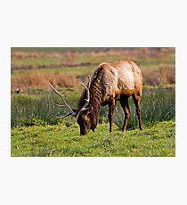 Bull Elk Grazing Photographic Print