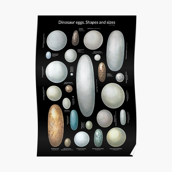 "Dinosaur eggs. Shapes and sizes" Poster for Sale by holge Redbubble