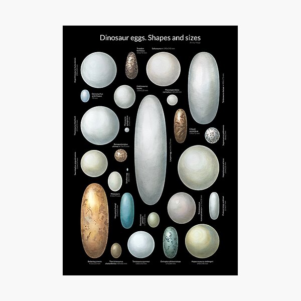 "Dinosaur eggs. Shapes and sizes" Photographic Print for Sale by holge