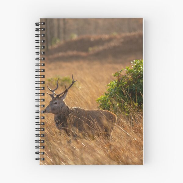 Item preview, Young Stag designed and sold by RobDeakin.