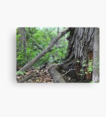 Branches At The Foot Of The Tree Canvas Print