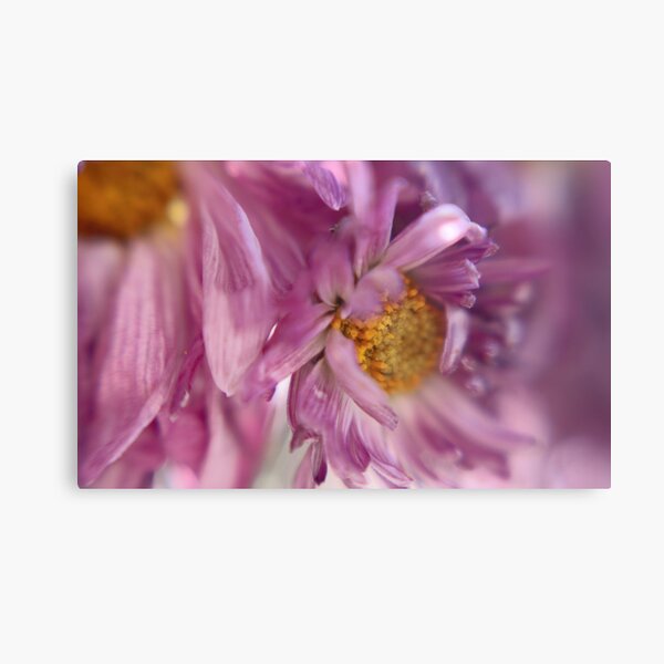 A Touch of Gold Canvas Print