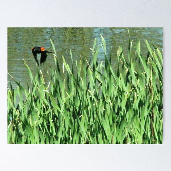 Item preview, Red Winged Black Bird Leaving designed and sold by Diane Arndt.