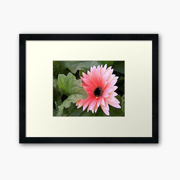 Gerbera Framed Art Print