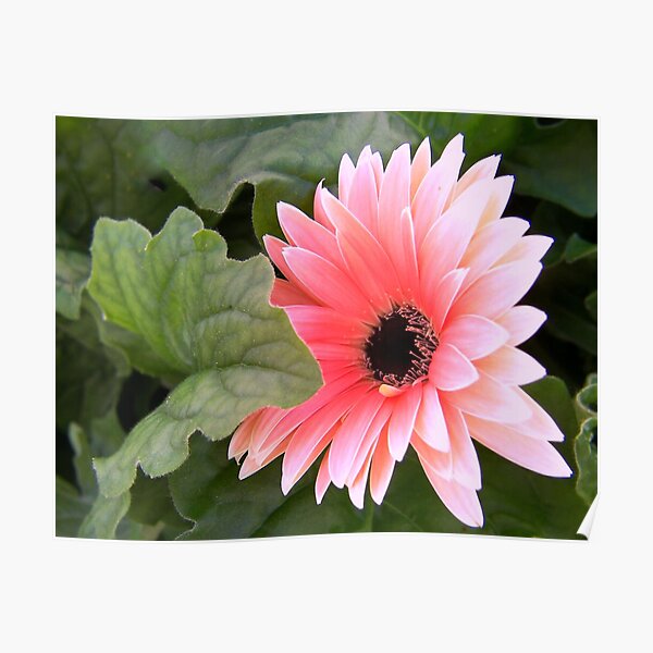 Gerbera Poster