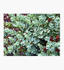 Sedum Photographic Print