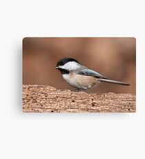 Black-Capped Chickadee Canvas Print