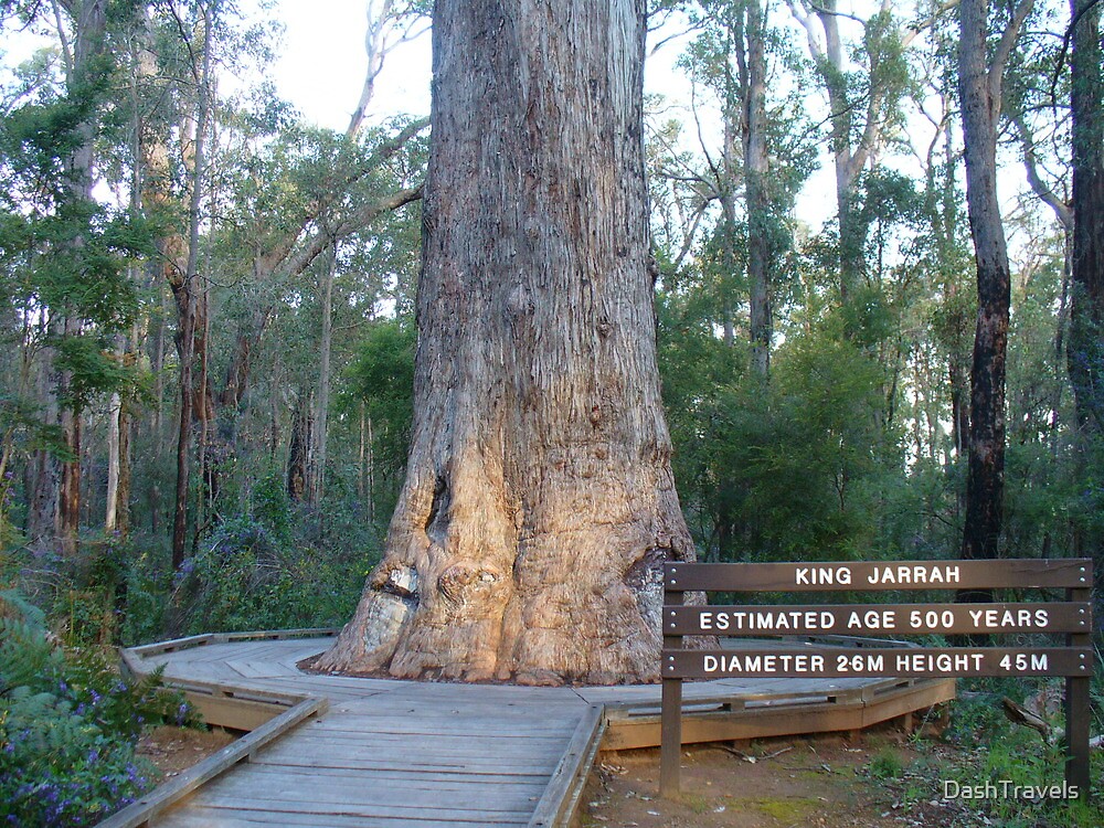 "King Jarrah, Manjimup, Western Australia" by DashTravels Redbubble