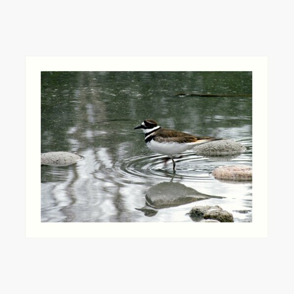 Killdeer - at waters edge - Penn Lake Park - Marathon Ontario Canada Art Print