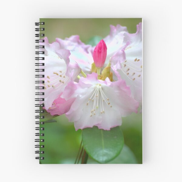Item preview, Frilly Pinks designed and sold by Diego Re.