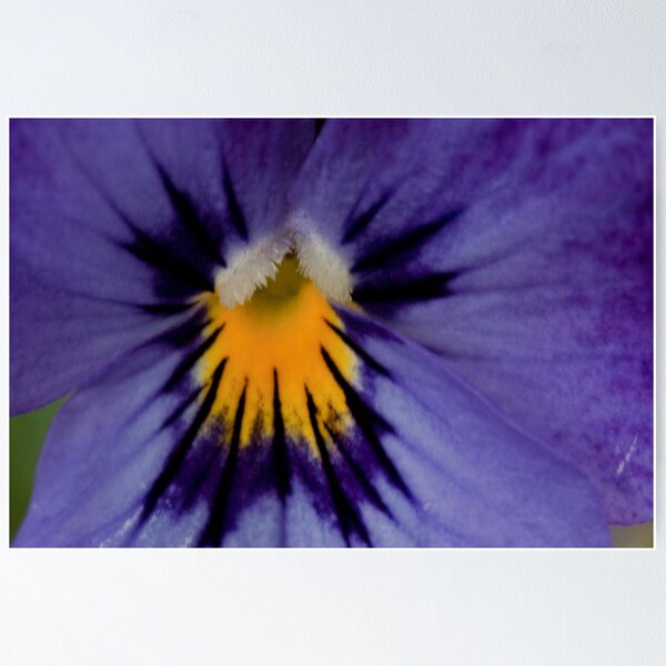 Item preview, Viola designed and sold by kay135.