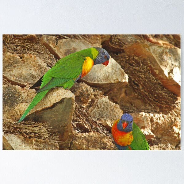 Item preview, Rainbow Lorikeet designed and sold by Robert Abraham.