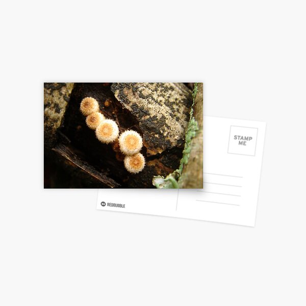 Young Nidulariaceae Postcard