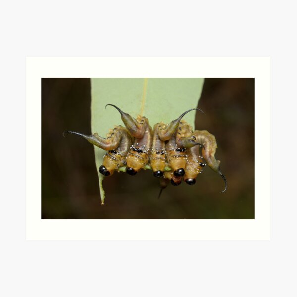Long-tail Sawfly Larvae Art Print