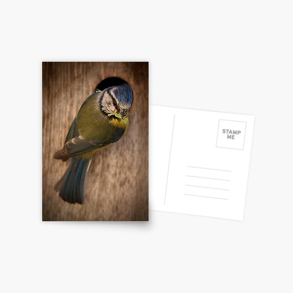 Artikel-Vorschau von Blue Tit, designt und verkauft von Rob Lodge.