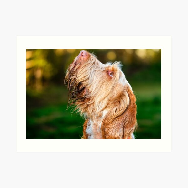 I spy with my orange eye Spinone Art Print
