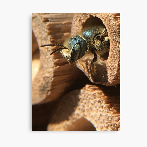 Mason Bee Canvas Print