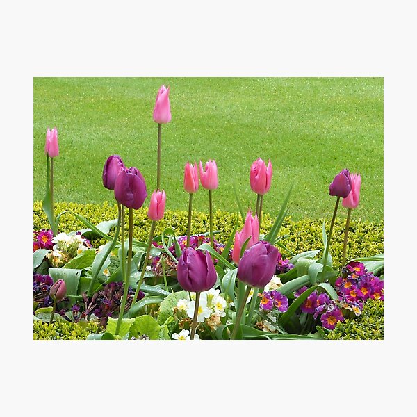 Item preview, Tulips and Primroses designed and sold by Kathryn Jones.
