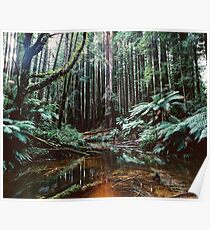 Redwoods Poster