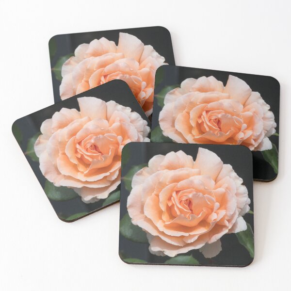 Item preview, Single apricot coloured rose flower (Just Joey variety) designed and sold by Connie Pinson.