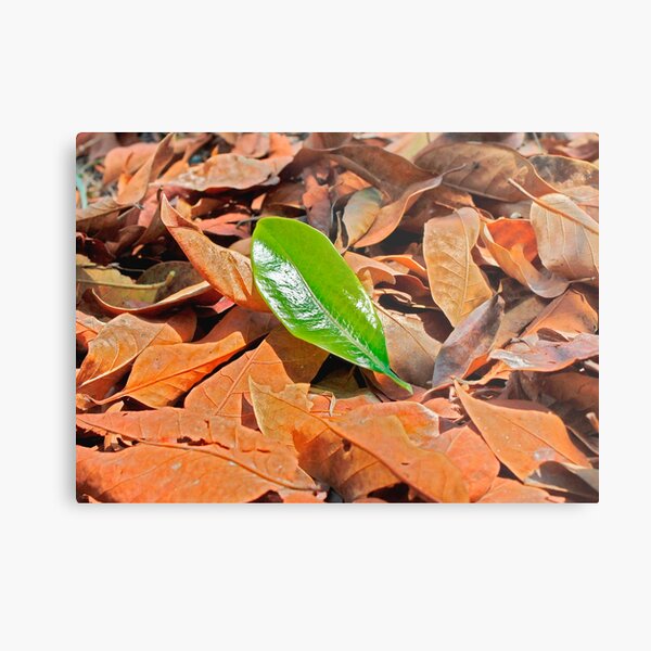You are what you teach yourself ,,, Metal Print