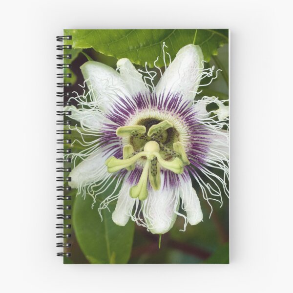 Item preview, Black Passionfruit (Passiflora edulis) flower. designed and sold by Connie Pinson.