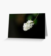 White Lilac Greeting Card