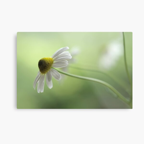 Chamomile Metal Print