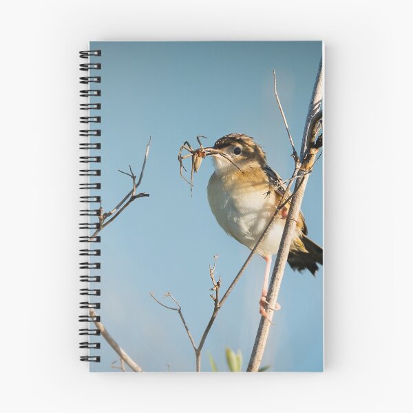 Item preview, Zitting Cisticola with spider prey, Parque Nacional de Doñana, Spain designed and sold by AndrewJonesFoto.