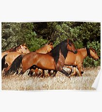 Chief and his Mares 2 Poster