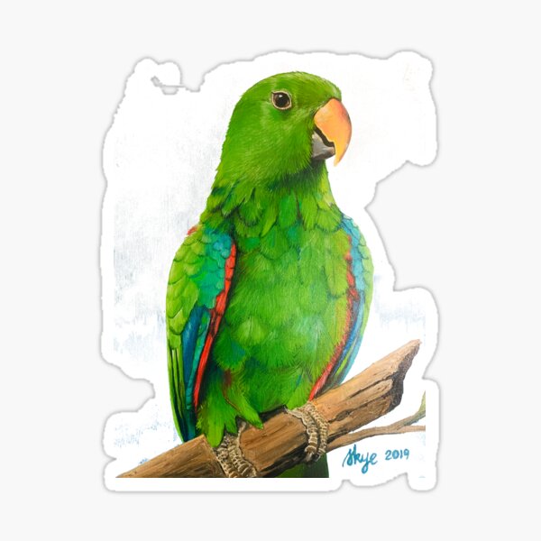 Eclectus Sticker