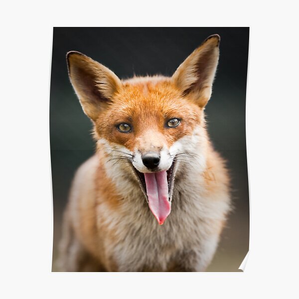 The Laughing Fox Poster