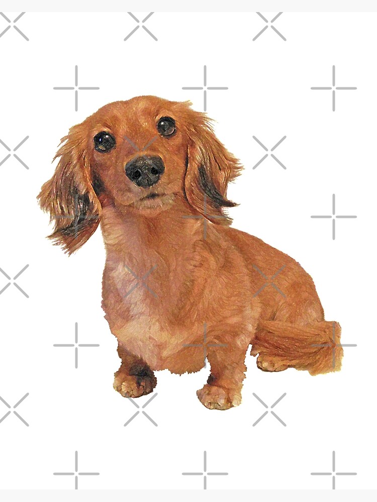 Cute long shop haired dachshund