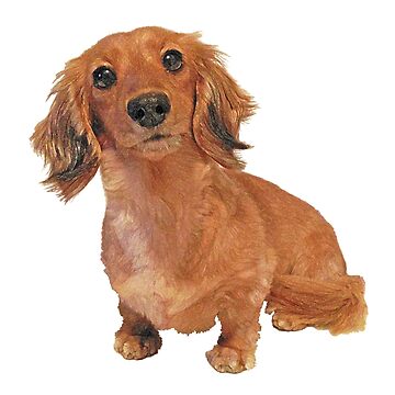 Artwork thumbnail, Cute Long Haired Dachshund Painting by SmartPooch