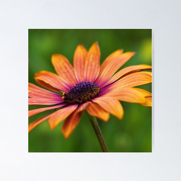 Item preview, My Fair Lady.... designed and sold by Sharon House.