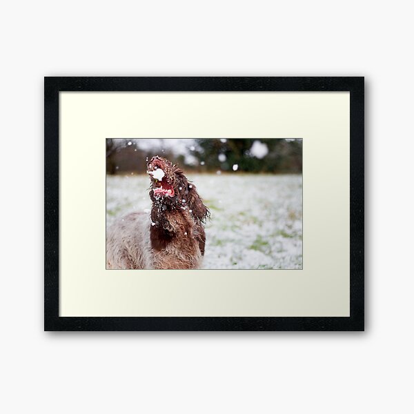 Snow ball Spinone Framed Art Print