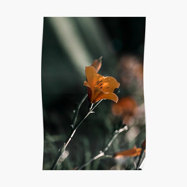 Dark and moody orange daylily macro on green background Poster