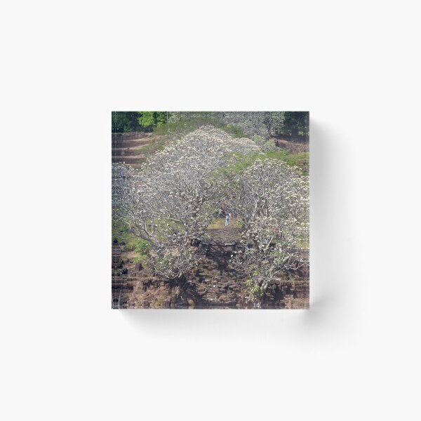 Item preview, Flowering Blooming Tree, Champasak, Khmer temple complex, Laos designed and sold by worldways.