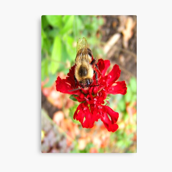 Busy Bee... © Canvas Print