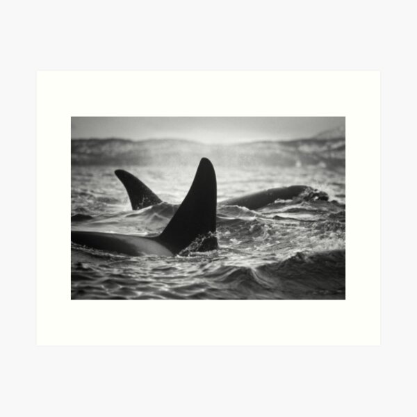 Item preview, Orca Crossing - Tysfjord, Norway designed and sold by Jonathan Ball.