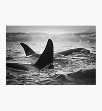 Orca Crossing - Tysfjord, Norway Photographic Print